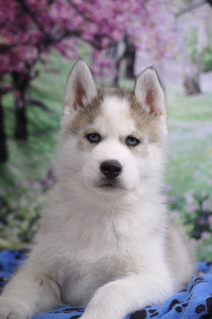 Chiot Siberian Husky Angel Inside's