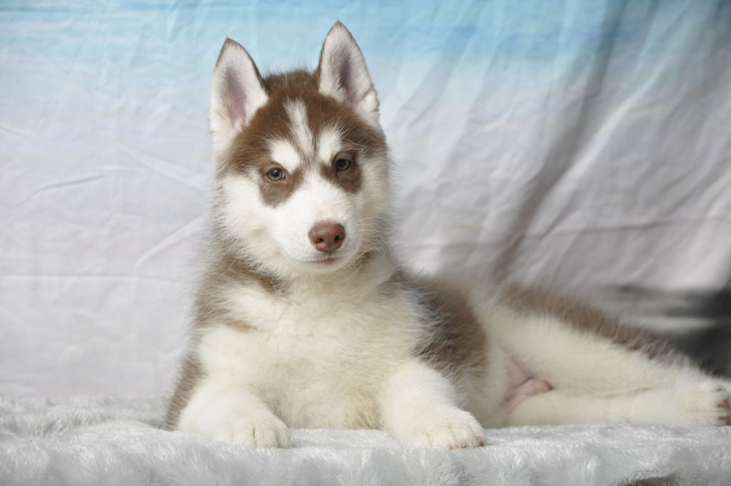 Angel Inside's - Chiots disponibles - Siberian Husky