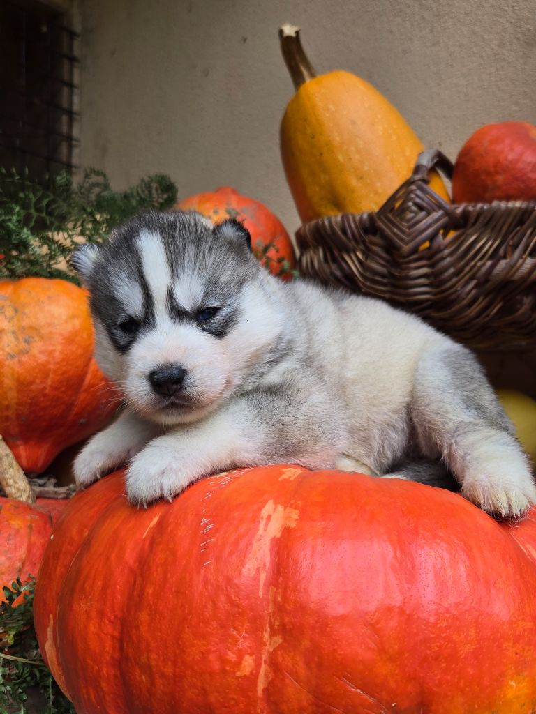 Angel Inside's - Chiots disponibles - Siberian Husky