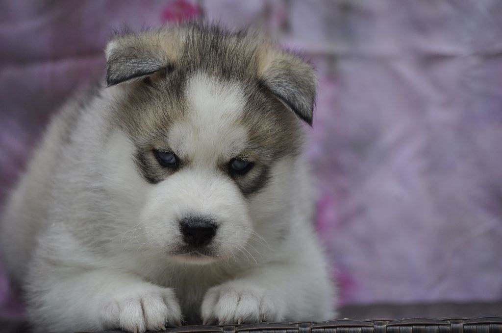 Angel Inside's - Chiots disponibles - Siberian Husky