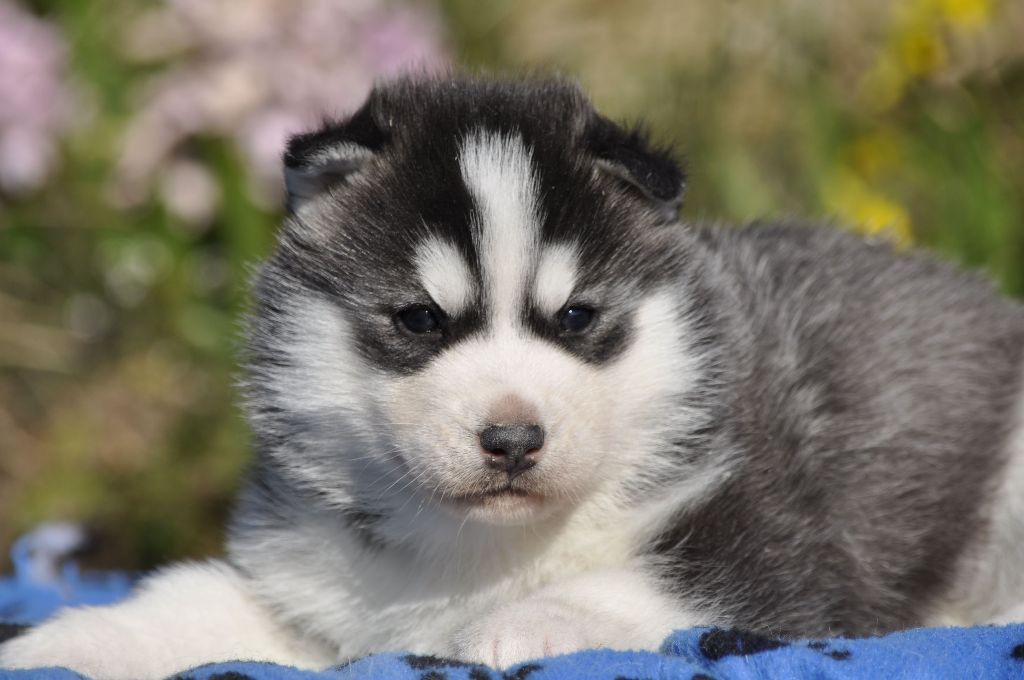 Angel Inside's - Chiots disponibles - Siberian Husky