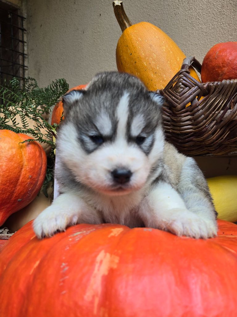Angel Inside's - Chiots disponibles - Siberian Husky