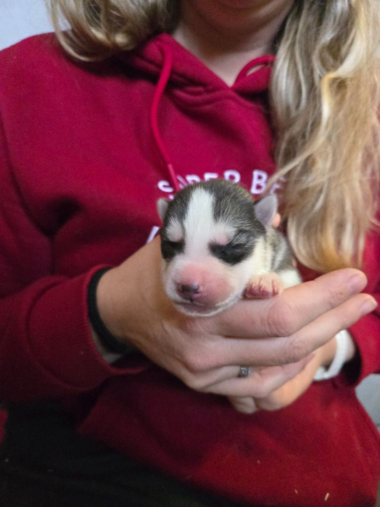 Angel Inside's - Chiots disponibles - Siberian Husky
