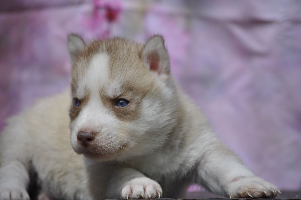 Angel Inside's - Chiots disponibles - Siberian Husky