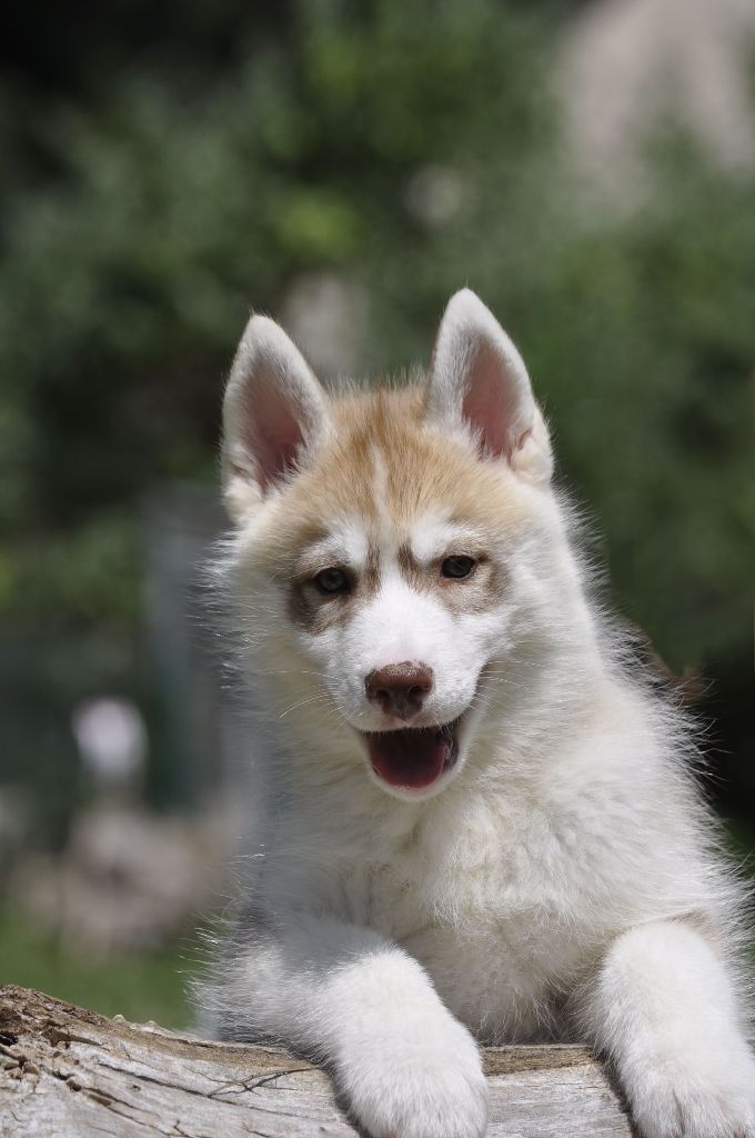Angel Inside's - Chiots disponibles - Siberian Husky