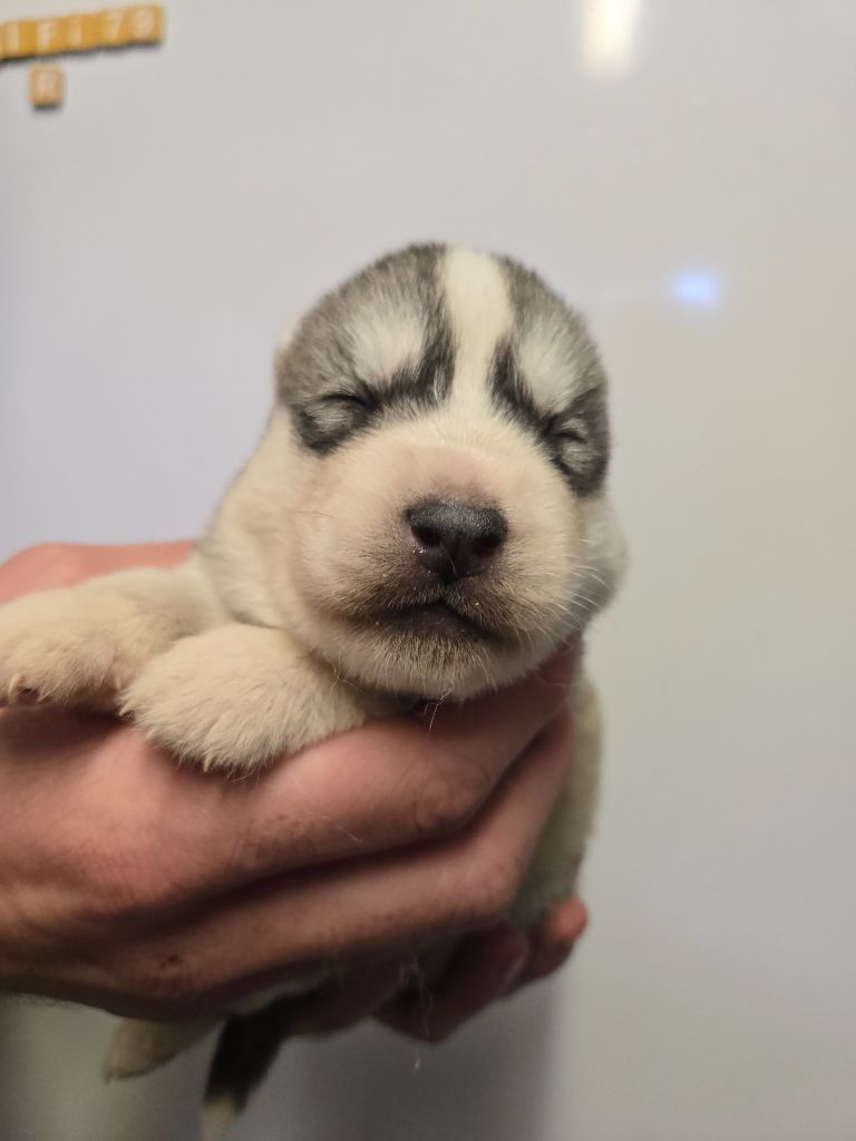 Angel Inside's - Chiots disponibles - Siberian Husky