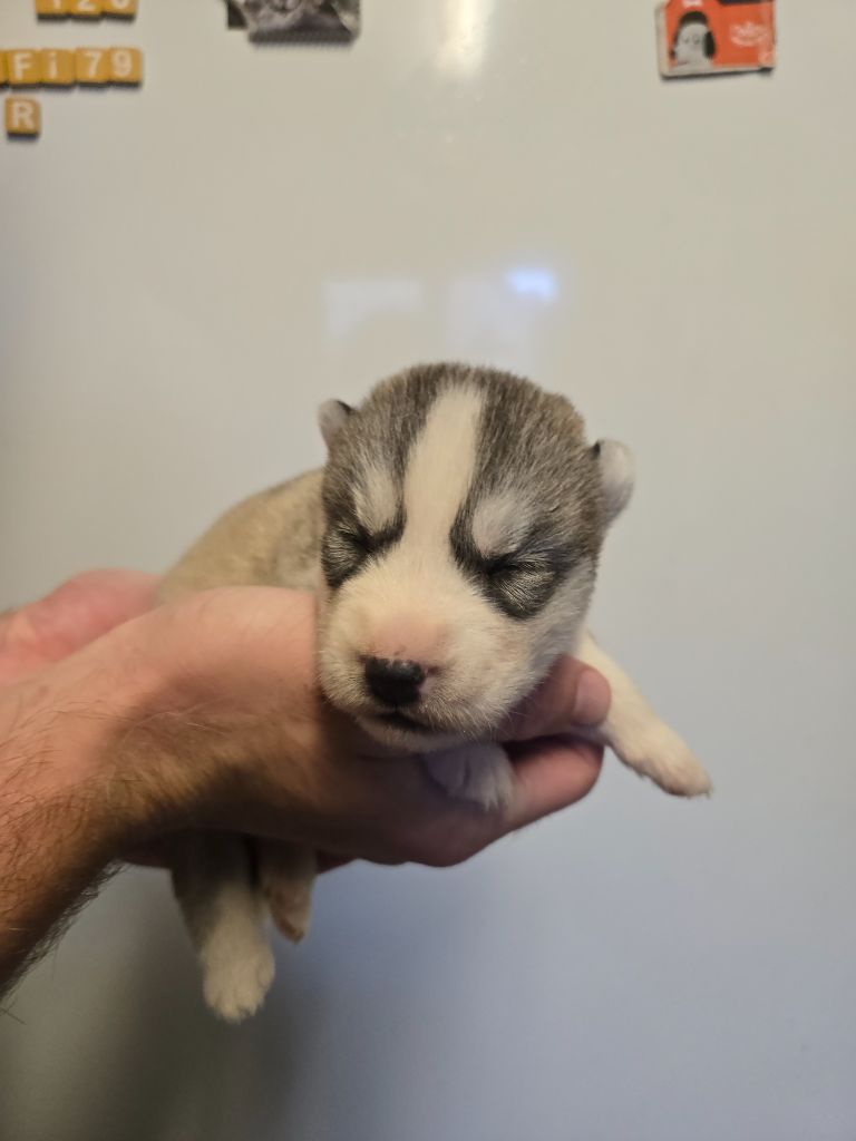 Angel Inside's - Chiots disponibles - Siberian Husky