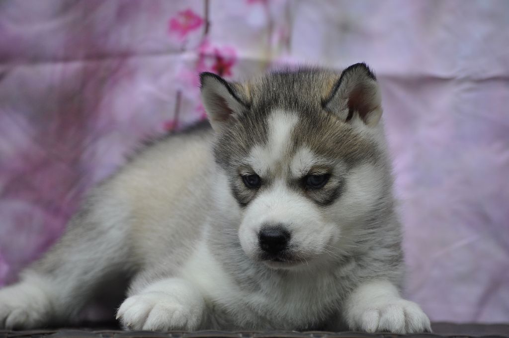 Angel Inside's - Chiots disponibles - Siberian Husky