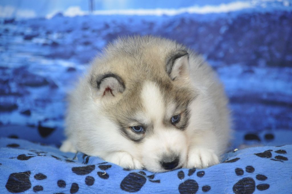 Angel Inside's - Chiots disponibles - Siberian Husky