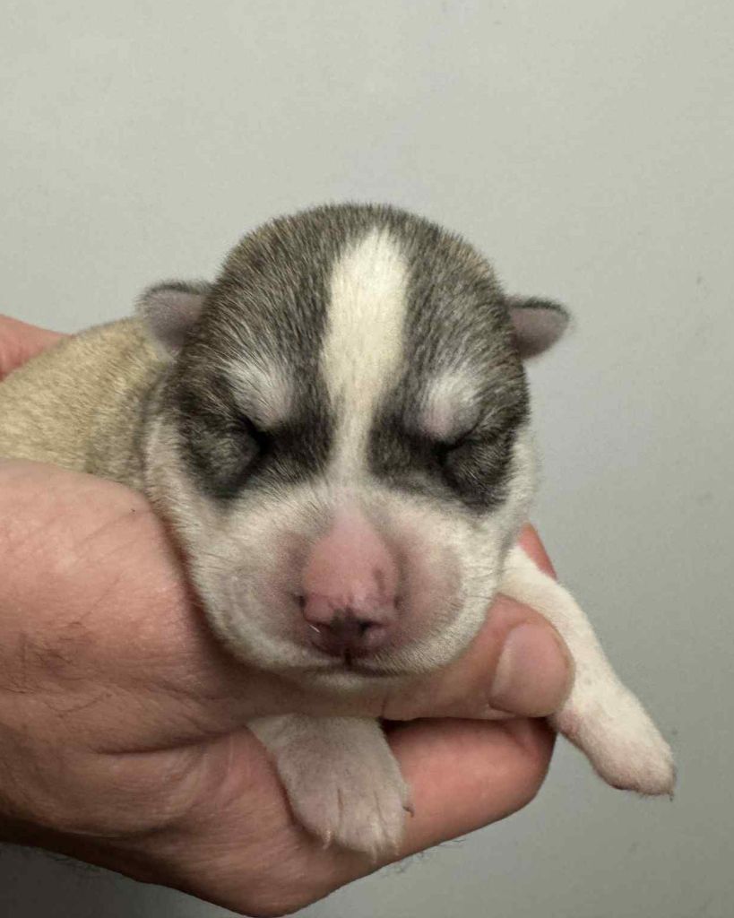 Angel Inside's - Chiots disponibles - Siberian Husky