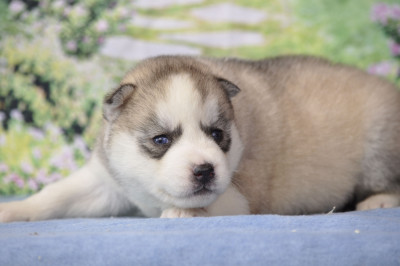 femelle grise aux yeux bleus