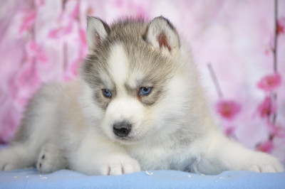 Male gris yeyx bleus