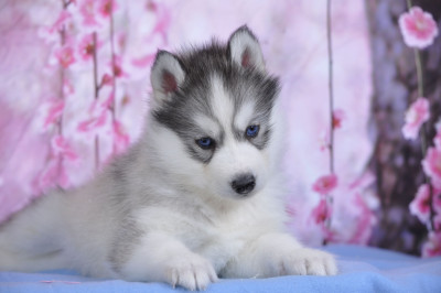 Femelle grise yeux bleus