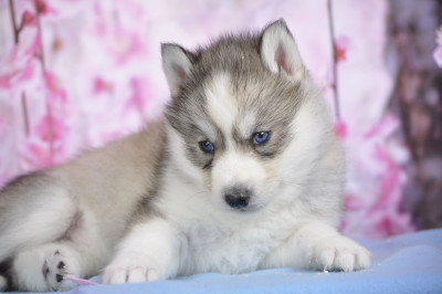 Femelle grise yeux bleus