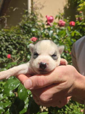 Chiot N°2