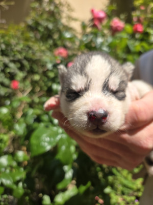 Chiot N°4