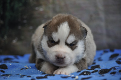 Chiot N°2