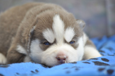 Chiot N°3