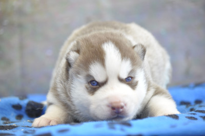 Chiot N°4