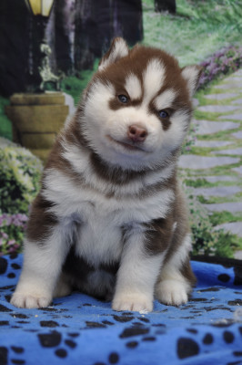 Chiot N°1