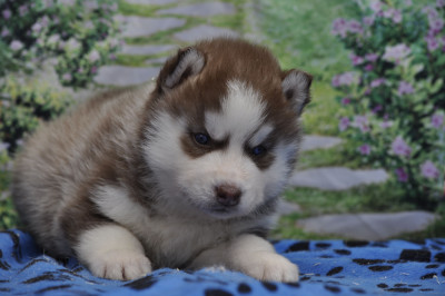 Chiot N°2