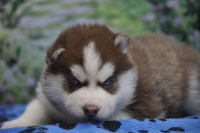 Chiot N°3
