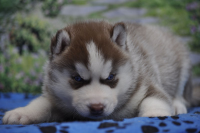 Chiot N°4