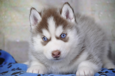 femelle chocolat aux yeux bleus