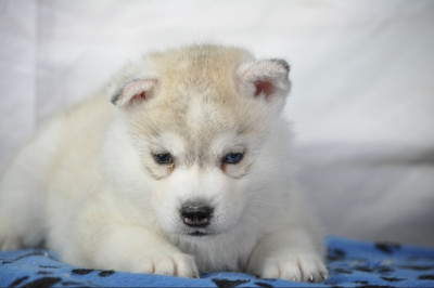 Chiot N°8