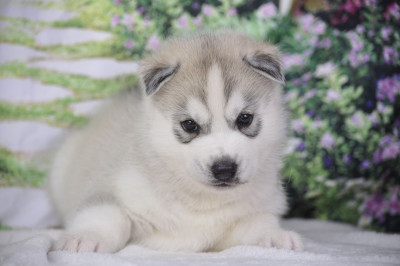 Chiot N°2