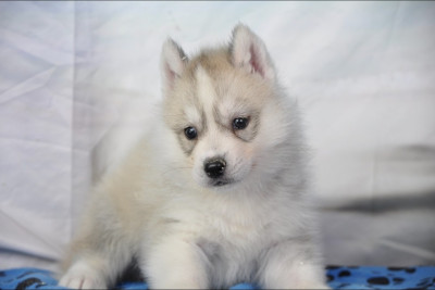Male gris