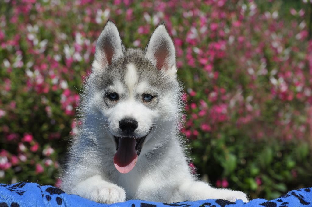 Chiot Siberian Husky Angel Inside's