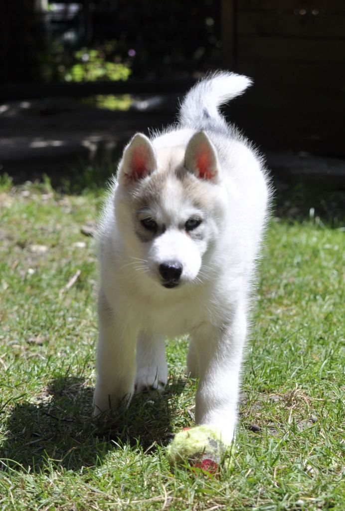 Angel Inside's - Chiots disponibles - Siberian Husky