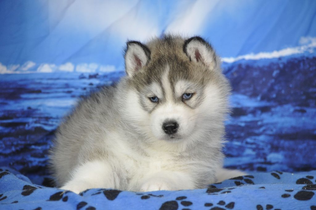 Angel Inside's - Chiots disponibles - Siberian Husky