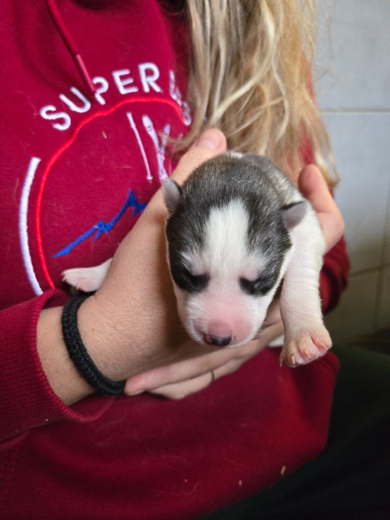 Angel Inside's - Chiots disponibles - Siberian Husky