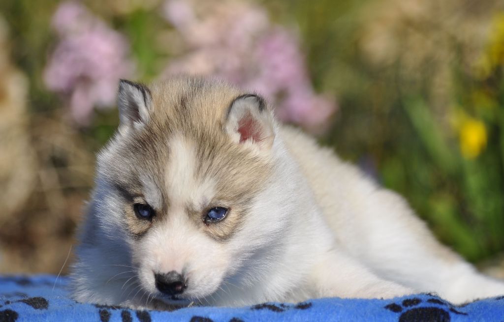 Angel Inside's - Chiots disponibles - Siberian Husky