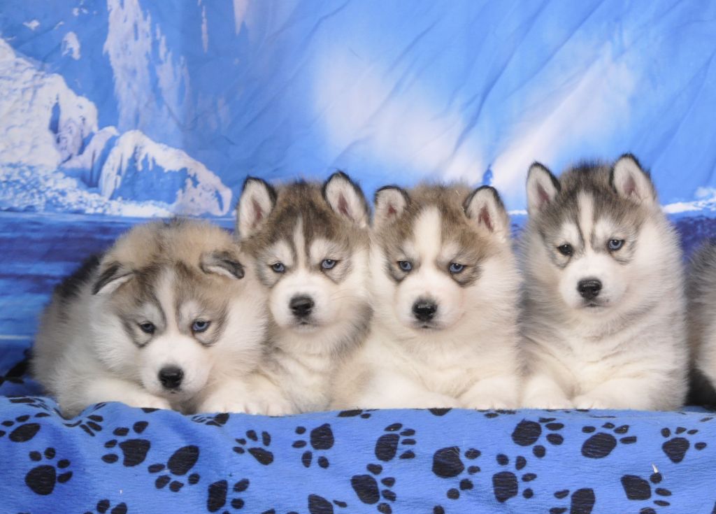 Angel Inside's - Siberian Husky - Portée née le 27/09/2025