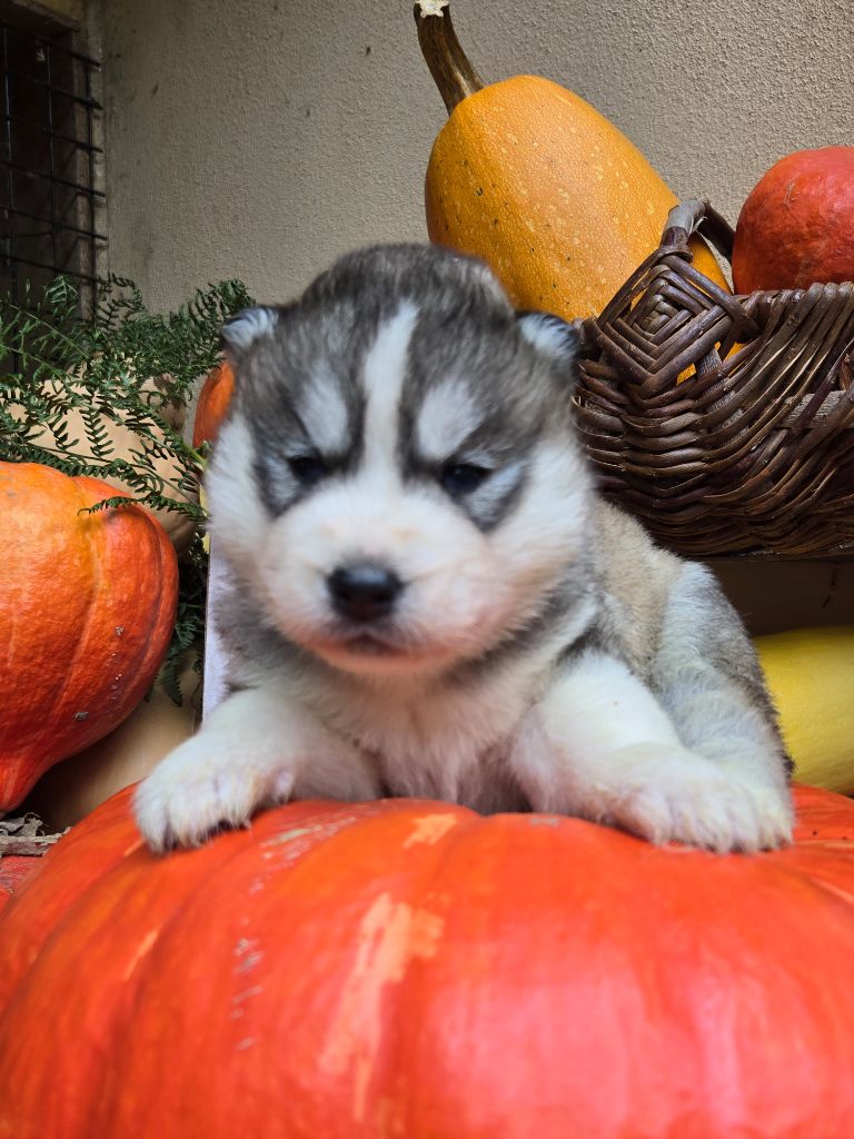 Angel Inside's - Chiots disponibles - Siberian Husky