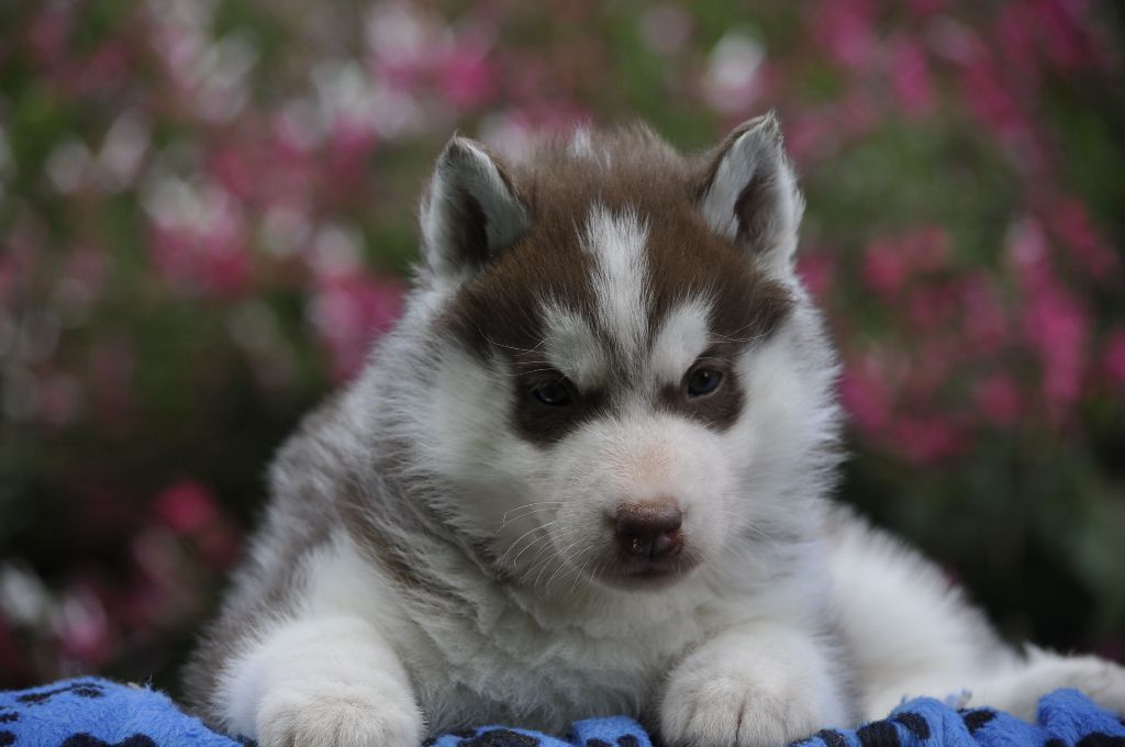 Angel Inside's - Chiots disponibles - Siberian Husky