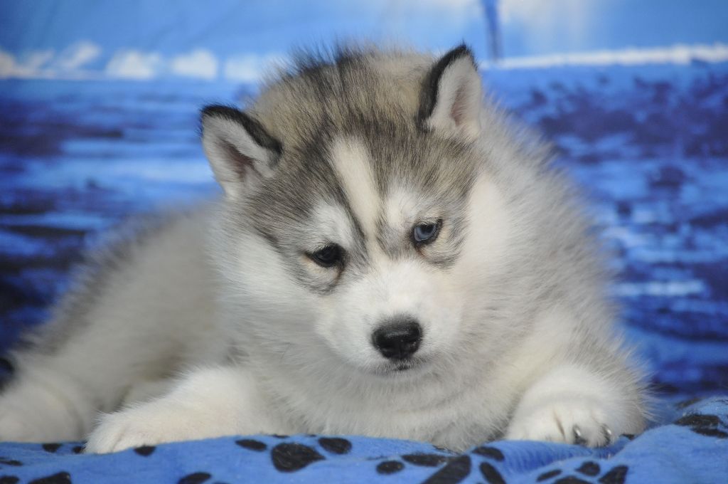 Angel Inside's - Chiots disponibles - Siberian Husky