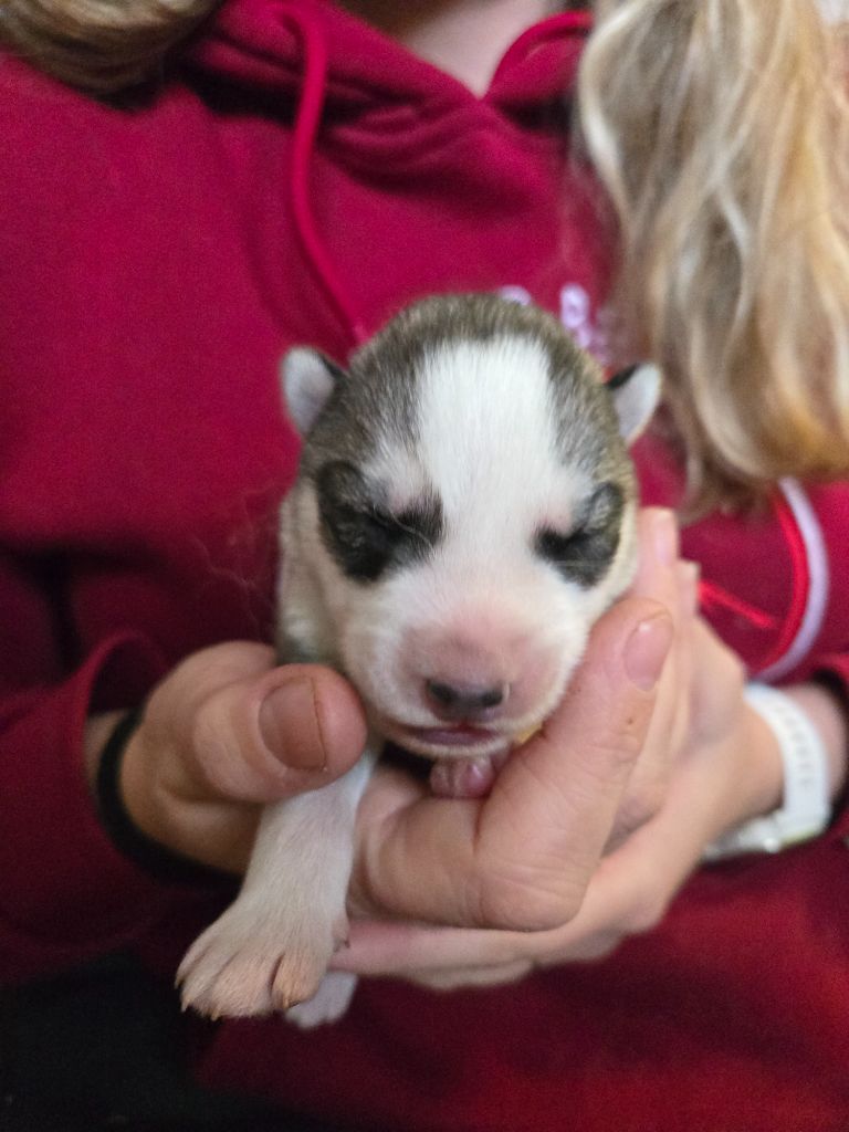 Angel Inside's - Chiots disponibles - Siberian Husky