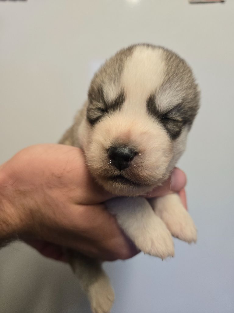 Angel Inside's - Chiots disponibles - Siberian Husky