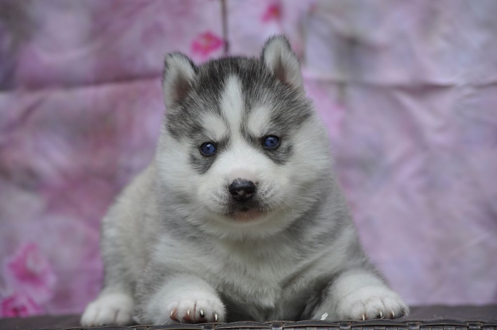 Angel Inside's - Chiots disponibles - Siberian Husky