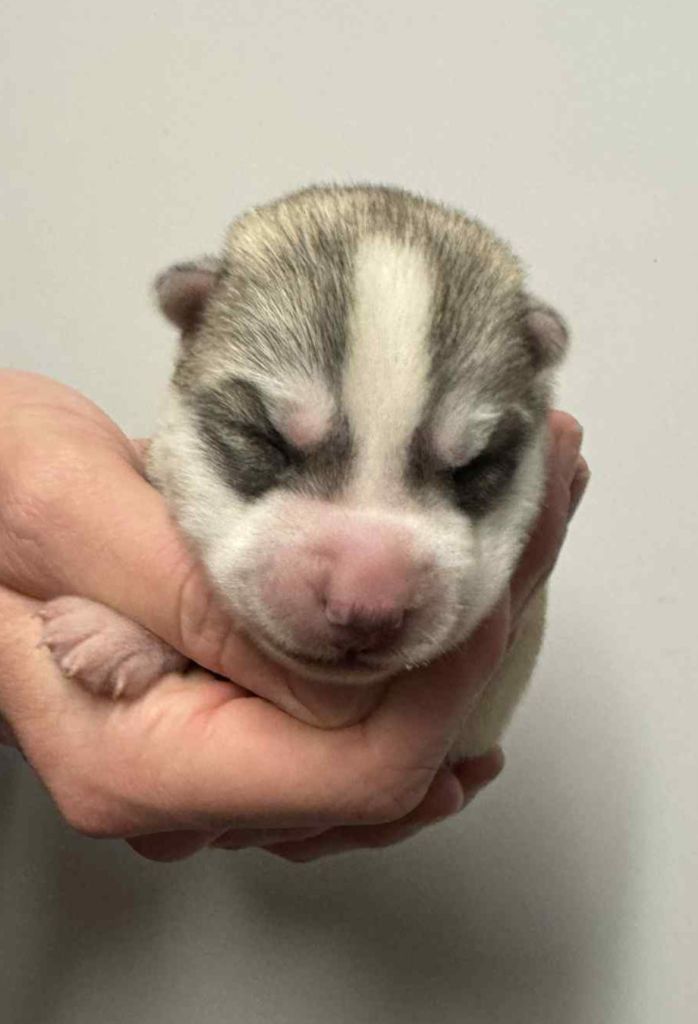 Angel Inside's - Chiots disponibles - Siberian Husky